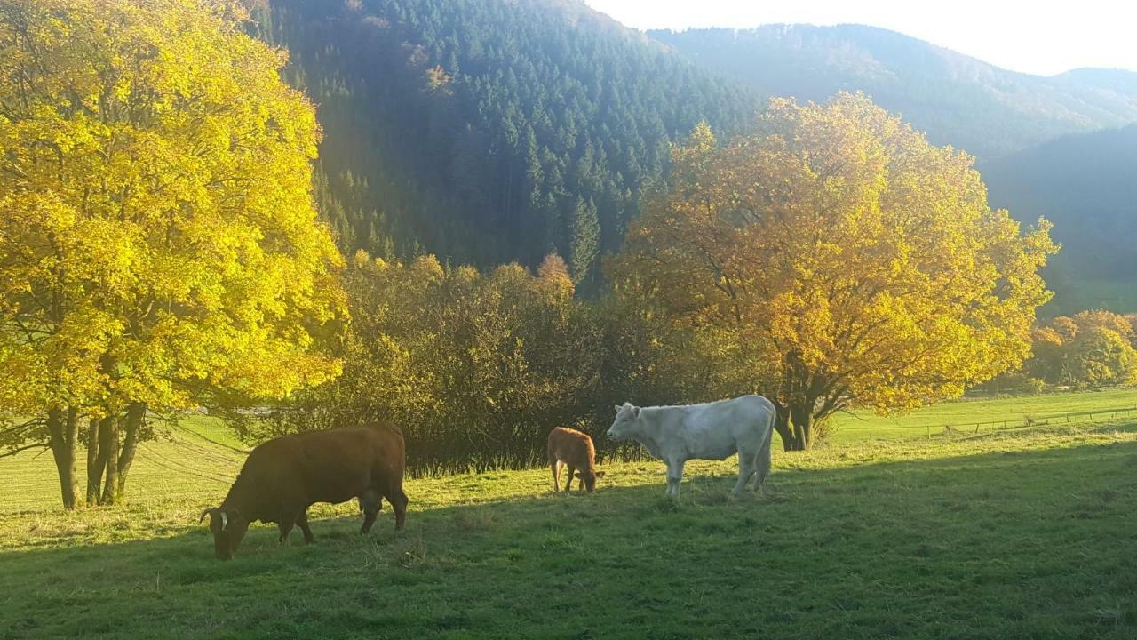 Pension Bergfrieden Schmallenberg Exterior foto